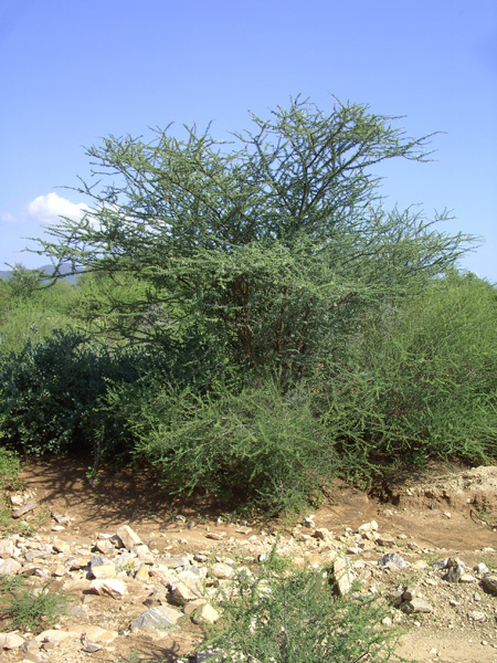 2 photos: The guide had called this tree “Hard needle Acacia”: It could be Vachellia horrida